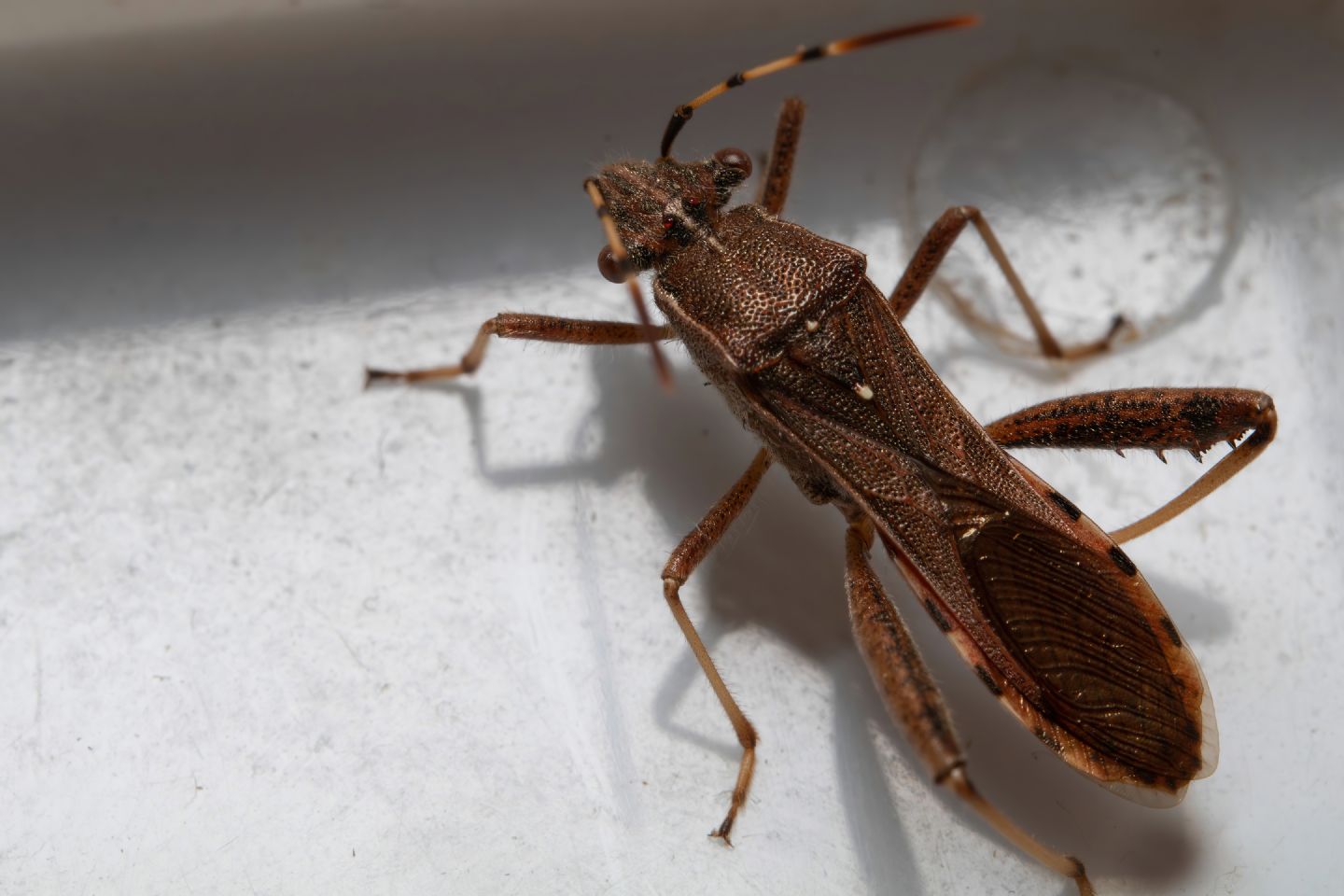 Alydidae - Camptopus lateralis